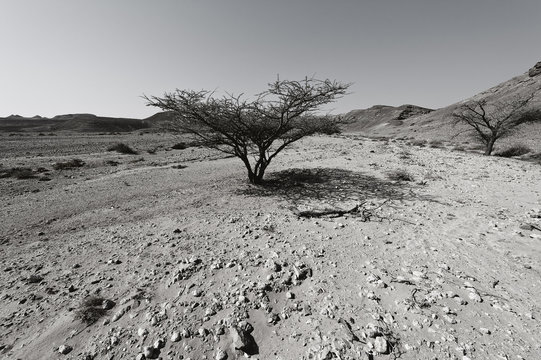 Life in a lifeless desert
