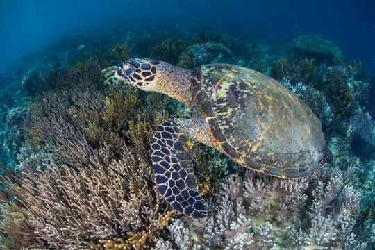 Endangered Hawksbill Sea Turtle in Tropical Pacific