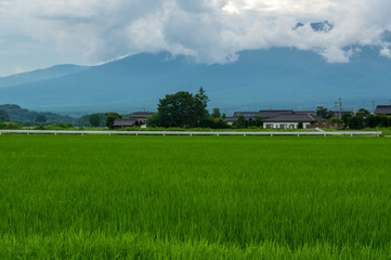 夏の水田地帯