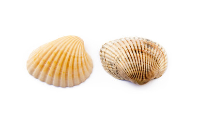 Exotic sea shells isolated on white background