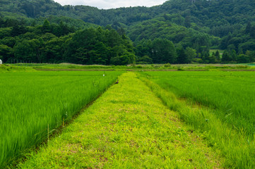 Obraz premium 夏の水田地帯