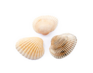 Fototapeta na wymiar Exotic sea shells isolated on white background