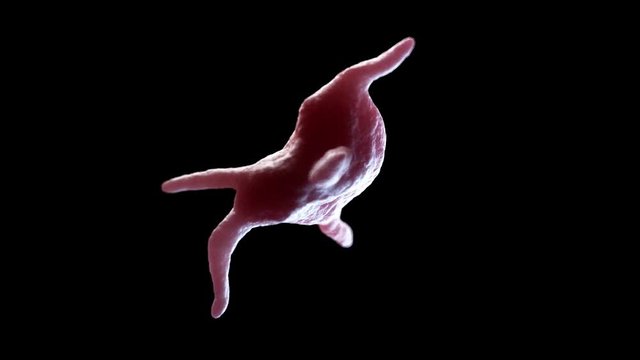 3d rendered medically accurate animation of human platelets