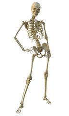 3d render of a human male skeleton isolated on white background.