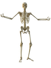 3d render of a human male skeleton isolated on white background.