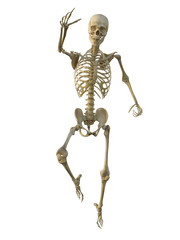 3d render of a human male skeleton isolated on white background.