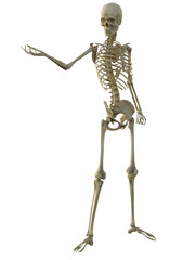 3d render of a human male skeleton isolated on white background.