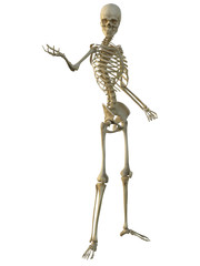 3d render of a human male skeleton isolated on white background.