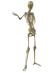 3d render of a human male skeleton isolated on white background.