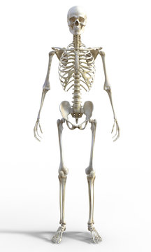 3d render of a human male skeleton isolated on white background.