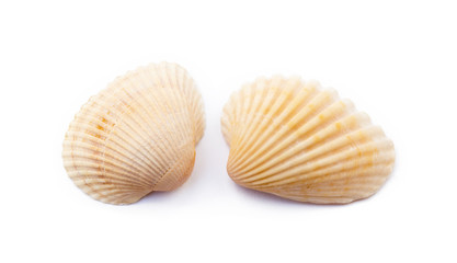 Exotic sea shells isolated on white background