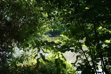 green, natur, baum, pflanze, blatt, wald, beschaffenheit, sommer, abstrakt, landschaft, ast,...