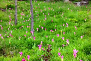 beautiful pink flower ,zingiberaceae, in Sai thong National park  Chaiyaphum