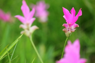 beautiful pink flower ,zingiberaceae, in Sai thong National park  Chaiyaphum