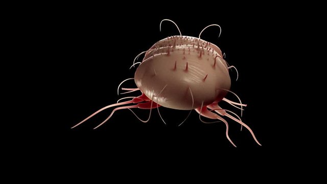 3d rendered medically accurate animation of a scabies mite
