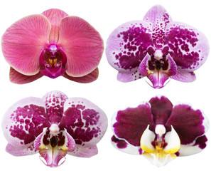 Orchids Isolated Flowers Collection Tropical Plants Set