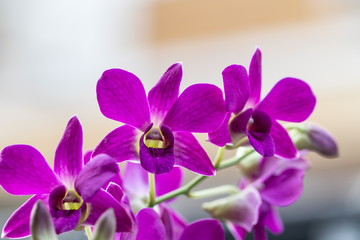orchid purple flowers a beautiful