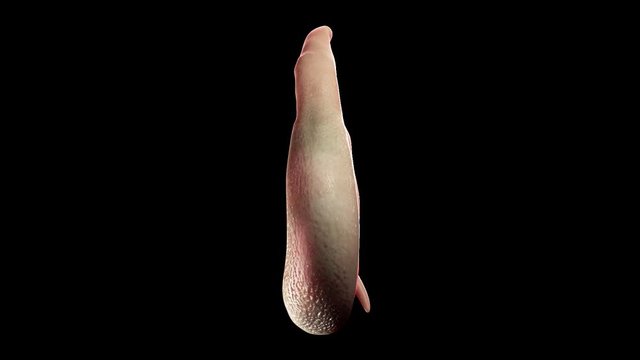 3d rendered medically accurate animation of a shistosoma parasite
