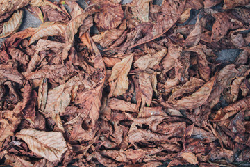beautiful autumn leaves on the road. background. texture