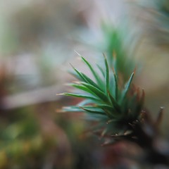 The smallest spruce