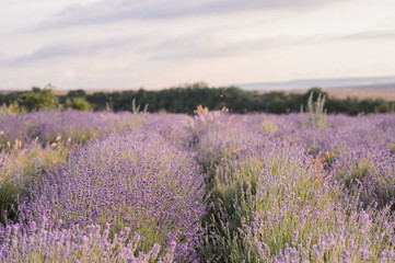 Fototapeta na wymiar Lavender flowers blooming. Purple field of flowers. Tender lavender flowers.