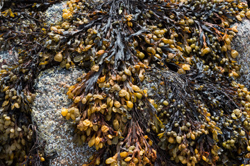 Close up on coastal seaweeds during low tide
