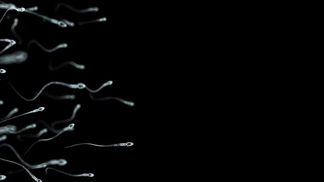 3d rendered medically accurate animation of human sperm 