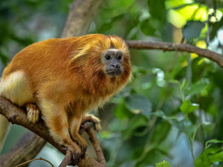 Fototapeta premium Unusually colored Golden Lion Tamarin, Leontopithecus rosalia