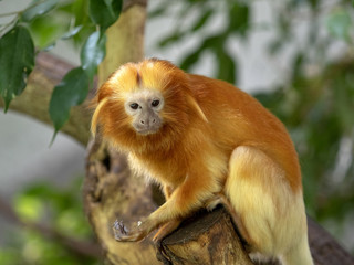Unusually colored Golden Lion Tamarin, Leontopithecus rosalia