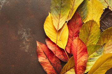 Autumn seasonal background, colourful ash leaves