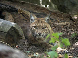 OLYMPUS DIGITAL CAMERAFemale Scandinavian lynx, Lynx lynx lynx, in the forest