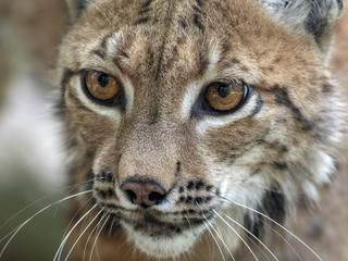 Portrait of Scandinavian lynx, Lynx lynx lynx, in forest