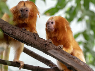 Unusually colored Golden Lion Tamarin, Leontopithecus rosalia