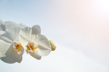 Fototapeta na wymiar White orchid on sun