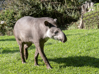 Adult male South American tapir, Tapirus terrestris