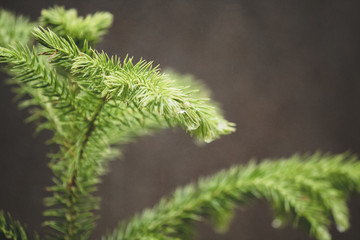 Close Up of Plant Leaf