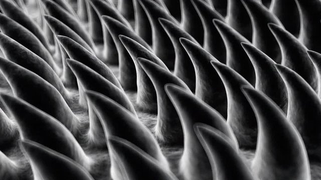 3d rendered medically accurate animation of the tong surface