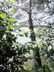 деревья у озера