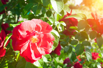 Fototapeta premium Red rose on sun