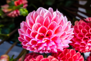 Obraz premium Colorful dahlia flowers in bloom