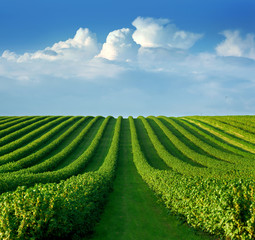 level lines of currants, plantation as a background composition - obrazy, fototapety, plakaty