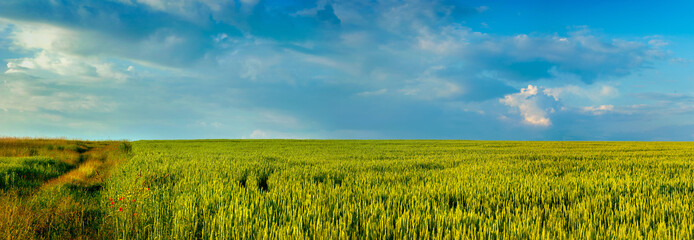 a field of wheat ears on the background of the sky and a road of field. Agricultural landscape.