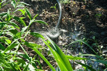 Irrigation system in the garden
