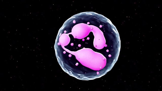 3d rendered medically accurate animation of a neutrophil
