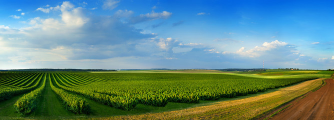 fields and rows of currant bush seedlings as a background composition - obrazy, fototapety, plakaty