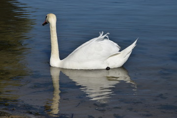 Naklejka premium Łabędź niemy (Cygnus olor)