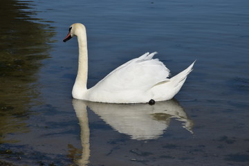 Mute swan (Cygnus olor)