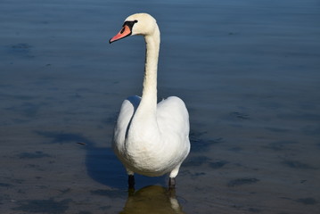 Łabędź niemy (Cygnus olor) na jeziorze