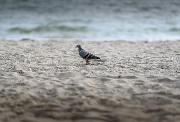 The pigeon walking on the beach with softlight