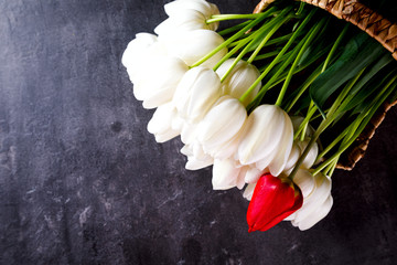 Colorful Tulips on the Dark Background Holiday fresh Bouquet Spring  Red and white.Copy space for Text